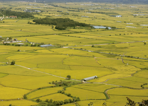 Cheorwon Plain (Migratory Bird Habitat)