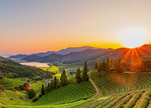 Đồi chè Boseong