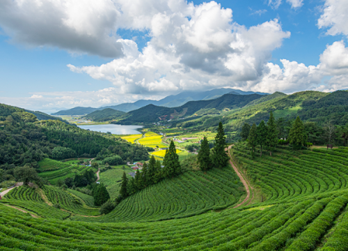 Đồi chè Boseong