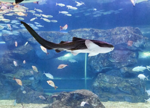 Thuỷ cung Aqua Planet
