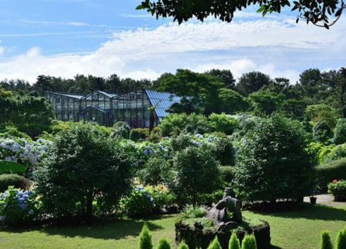Đồi trà Camellia