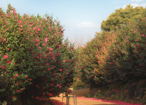 Đồi trà Camellia