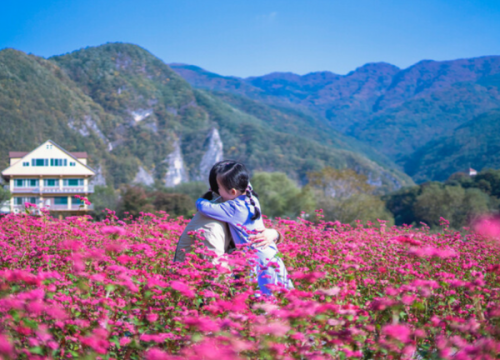 Đồng hoa kiểu mạch hồng Yeongwol