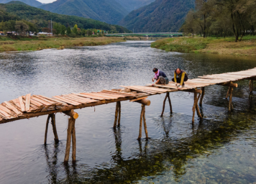 Đồng hoa kiểu mạch hồng Yeongwol