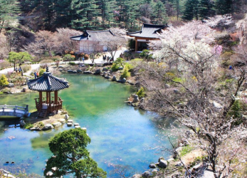 Khu vườn bách thảo buổi sáng “ The Garden of Morning Calm”