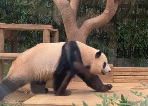 Thế giới Gấu Trúc