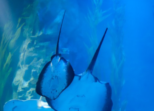 Thuỷ cung Lotte - Lotte Aquarium