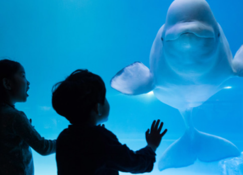 Thuỷ cung Lotte - Lotte Aquarium