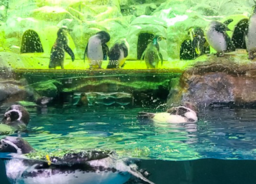 Thuỷ cung Lotte - Lotte Aquarium