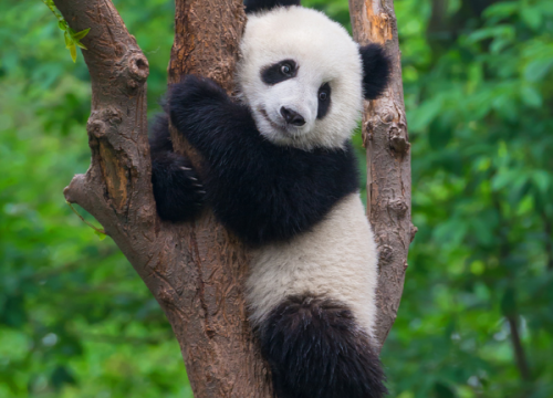 Bản giao hưởng mùa xuân